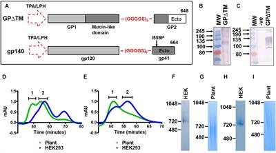 Site-Specific Glycosylation of Recombinant Viral Glycoproteins Produced in Nicotiana benthamiana